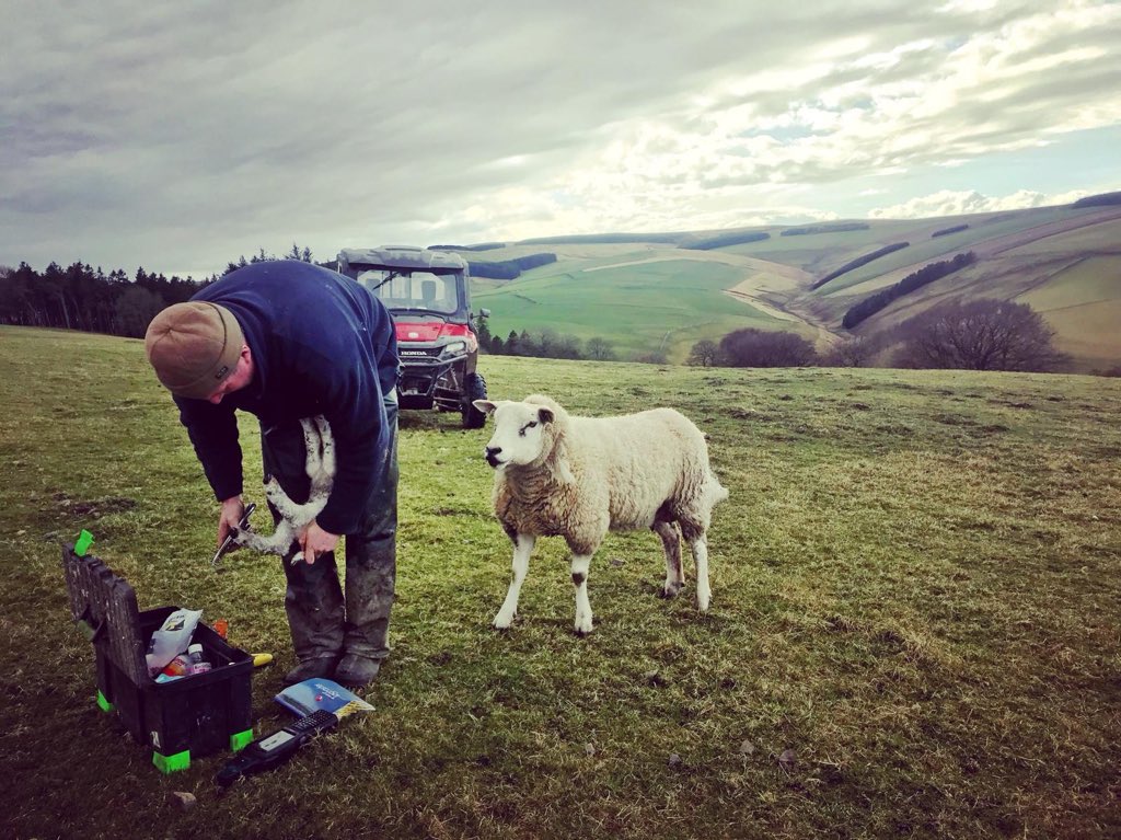 pirntatonjim's tweet photo. We’re looking for someone to join the team for April/May/June 2021, to  assist mainly with sheep work. Will include our Stud and commercial lambing, tailing and early summer stock work. Outdoor lambing experience and good dogs essential. Accommodation available. Please share. https://t.co/MSMEvrwqZW
