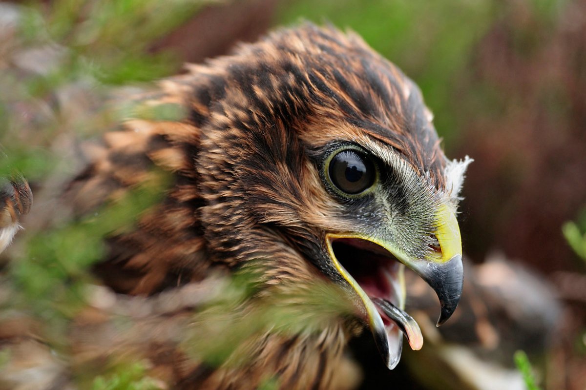 Hen harriers have been observed on the moors around Glaisdale, Goathland, Rosedale and Fylingdales over recent days. We're asking members of the public to be on alert and report any sightings of the hen harriers or suspicious activity which may be linked to illegal persecution.