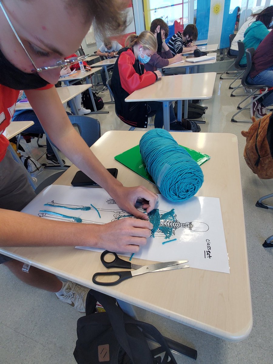 MelissaCTE's tweet photo. Mrs. Reyes' Anatomy and Physiology students working their Muscle Identification Lab. They had to pin true and major muscles on their rabbit mock up #CardinalCTE #MelissaSchools #CardinalsRise #REDRED https://t.co/JirbRGrtUS