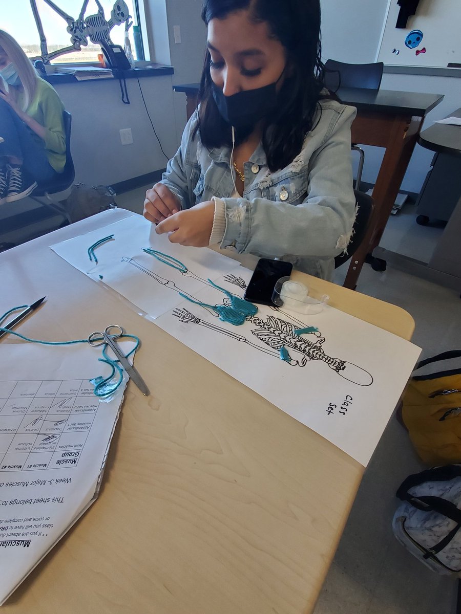 MelissaCTE's tweet photo. Mrs. Reyes' Anatomy and Physiology students working their Muscle Identification Lab. They had to pin true and major muscles on their rabbit mock up #CardinalCTE #MelissaSchools #CardinalsRise #REDRED https://t.co/JirbRGrtUS