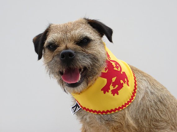 steelygreyste's tweet photo. @BanditoCatticus @LynnieYankee @ScottishFA @FansOfTheSPFL @HaggisAdele I got it wrong. #Scotland #football team play Thursday. But for all you #borderterriers supporting via #BTPosse its live on @SkyUK #SKYOne and #PickTV. So get your @irnbru out and your #Scottish #bandana on https://t.co/9hoKqQUn6L
