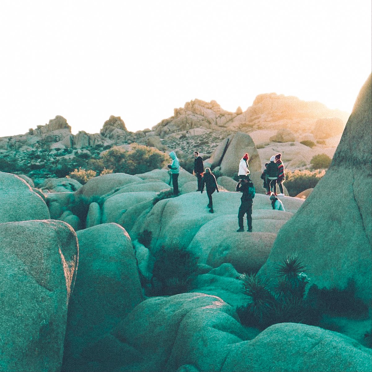 The Secret Tours - Joshua Tree tweet media