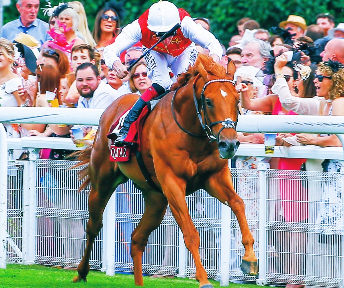 ⭐️GOLDEN HORDE⭐️ Lauréat de Gr.1 à Royal Ascot <a href="/MontfortPreaux/">Haras de Montfort & Préaux</a>
