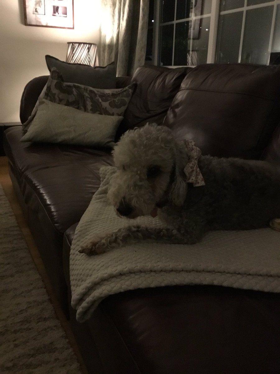 SharonHorton7's tweet photo. Hi @markolver from Misty the Bedlington terrier. Woof! Woof! https://t.co/EzK9uyvjy5