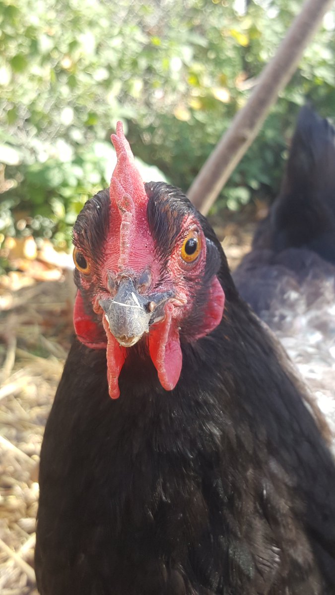 FeltzConseil's tweet photo. Par ici la belle #pondeuse 😊... et : la belle tondeuse !! Offrez lui de l'herbe, elle s'en occupe. Au jardin, 10 poules peuvent en consommer 400 kg / an. Les déchetteries font la tête 😁 !! #zerowaste #zerodechet #recyclage #jardinbio #permaculture #poule https://t.co/Gzj7x2mERS
