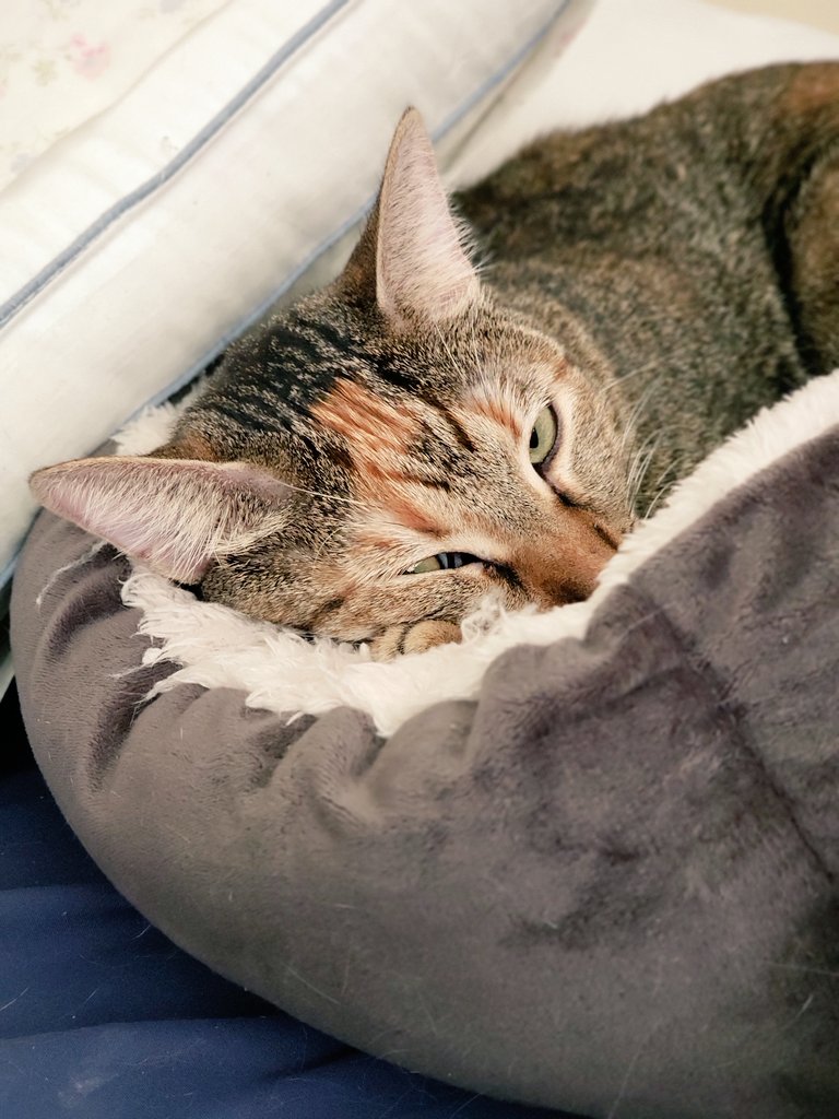 Sleyjar1's tweet photo. A Queen https://t.co/pZz0Iml3GS