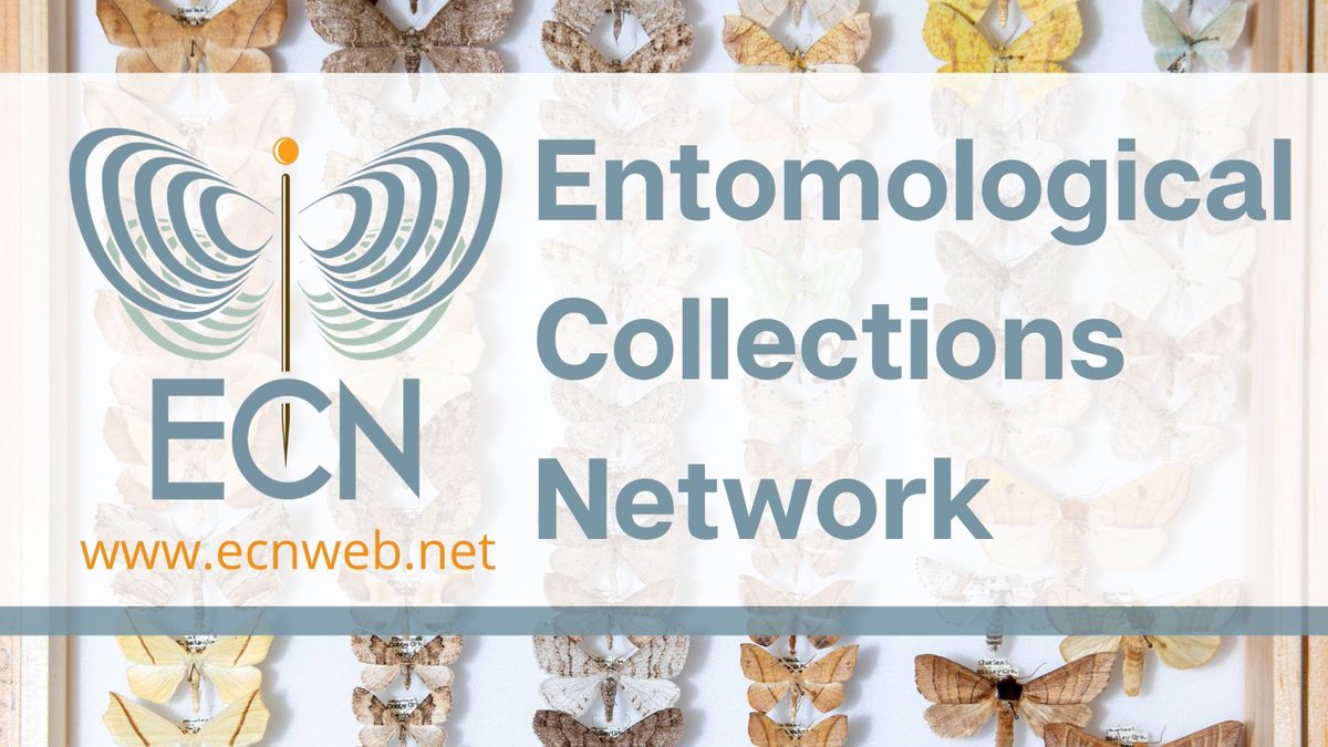 EntCollNet's tweet photo. Now @SoSubtlyObvious kicks off our highly anticipated #Digitisation symposium! https://t.co/6BI8j9jjyK #ECNDigitization #InsectCollections 🦋➡️💻➡️🌏 https://t.co/HIZ49Uig3u
