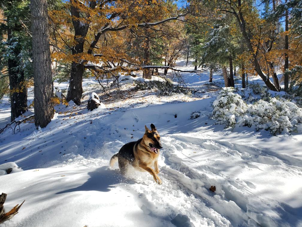 jonesro50338518's tweet photo. Bear loving the snow up in Big Bear
#dogmom #dogdad #pupper #germanshepard #headtilts #dogsofinstagram #doglover #germanshephe https://t.co/0JFaewspl1