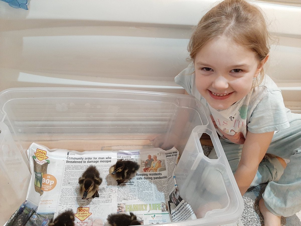 GSherry10's tweet photo. @HLC_Primary Freya's helped look after some baby ducklings tonight from her mums work, she loved giving them a bath 🦆🦆 https://t.co/7kDbNorIqq