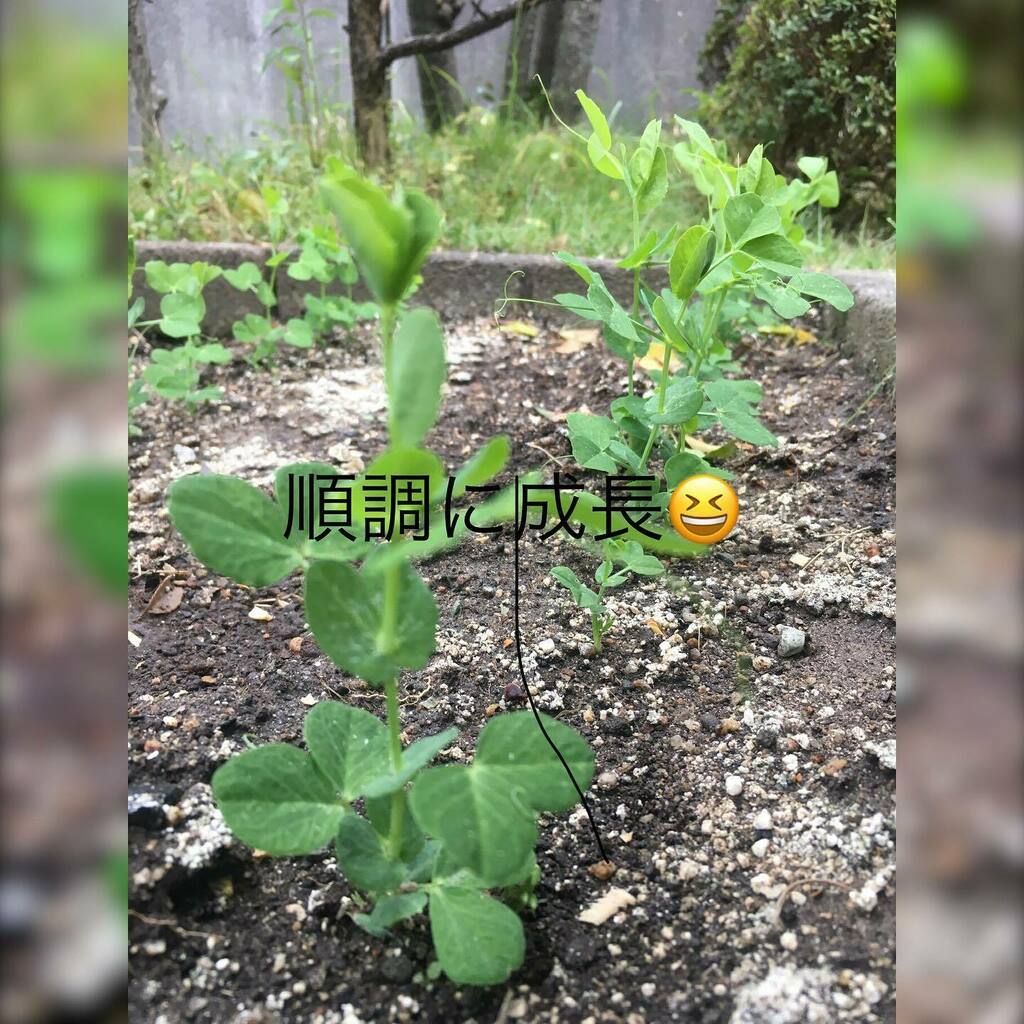 ダイソーの種