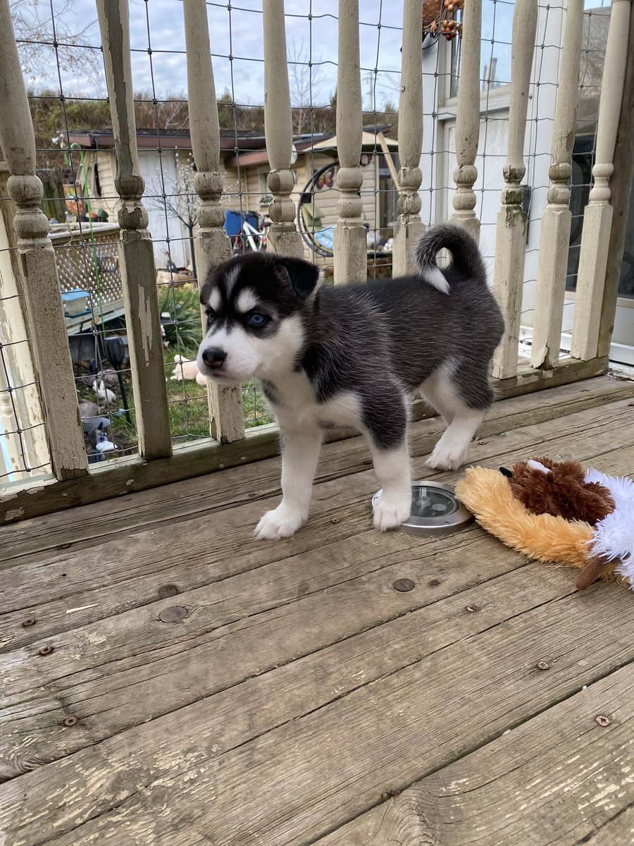 cheer_plant's tweet photo. From almost dying from hypothermia at 1 week old to thriving at 6 weeks old. She’s a fighter! Sophie, named after Justin Trudeau’s wife (all pups are named after political figures).  #siberianhusky #photography #Husky #politicaldogs https://t.co/K6NF3oEMZz