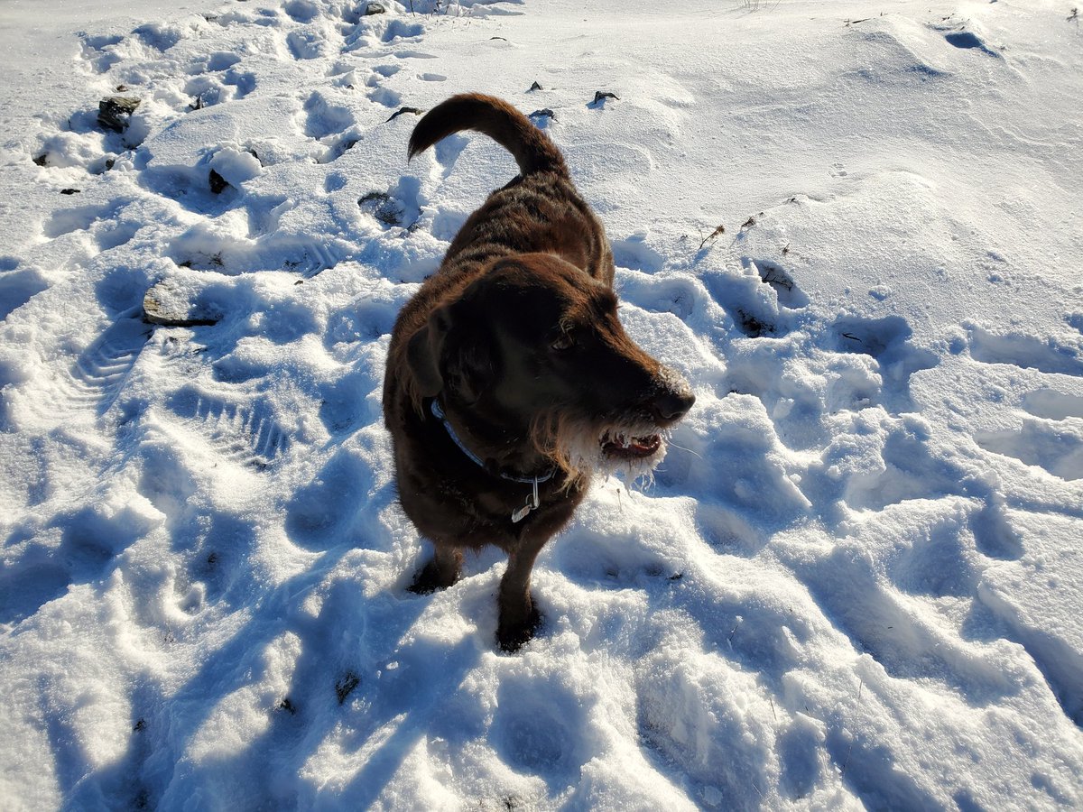 WandaRo69893631's tweet photo. My lunchtime break today, walking with my best pals. Looking forward to the afternoon sessions!! #OpenEd2020 @HeyOpenEd https://t.co/4jJbG9L9qG