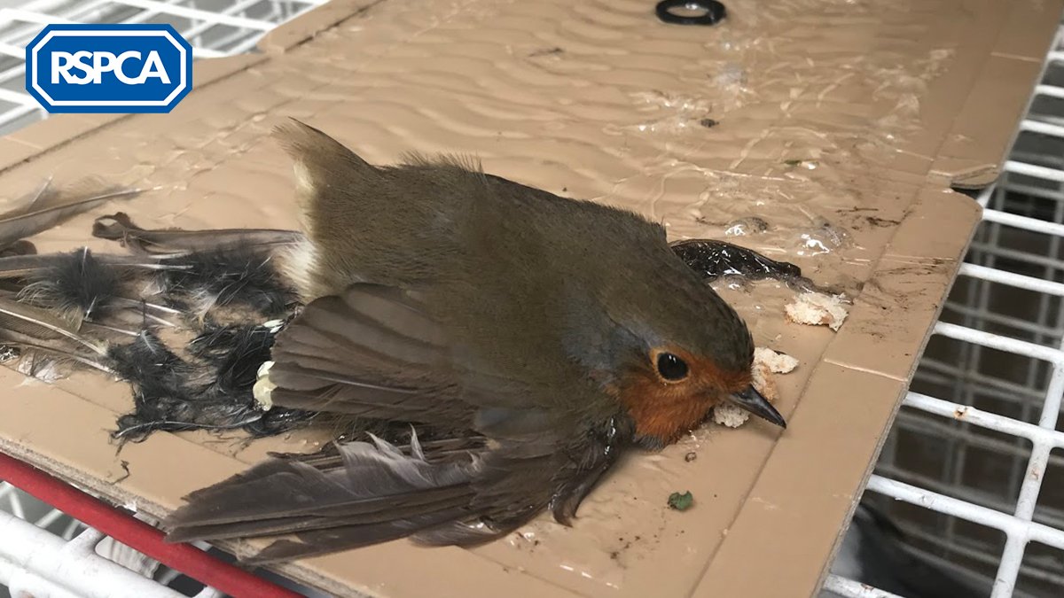 RSPCA_official's tweet image. This beautiful robin had to be put to sleep after falling victim to a glue trap! Heartbreakingly, both his legs were broken and his wings and feathers were badly damaged. This could so easily have been avoided 😭 If you see glue traps on sale, please email wildlife@rspca.org.uk