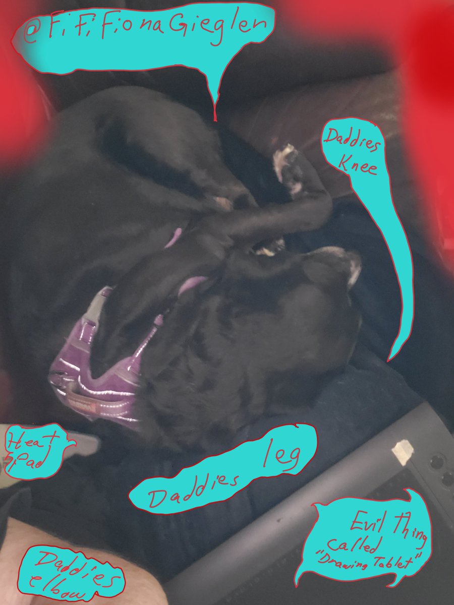 FifiFionaG's tweet photo. Daddy putz on snuggle blanket so I snuggle and snooze. Daddy made hurt noise, so I moved off so I wouldn't hurt him, and snuggled next to leg.  If I could just get that evil thing off his lap.... https://t.co/tG9oz8qphb