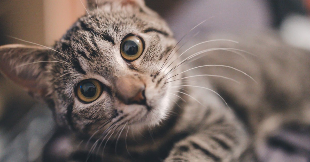 CapuyB's tweet photo. 📌 Los #gatos son muy buenos para ocultar cómo se sienten. Sin embargo, aquí hay algunos signos que indican que están #estresados:

#Pupilas dilatadas, #Silbidos o refunfuños, #Retirarse de ti,
#Agachado, #Orejas clavadas hacia atrás, #Espalda arqueada, #Lamerse la nariz...🐈 https://t.co/T15GNYwg8t