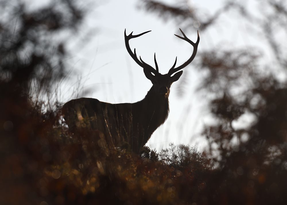 Kevin_WWS's tweet photo. Up close to a stag on #Exmoor Our #camouflage kit helps you get closer to the #wildlife #wildlifephotography #NaturePhotography #wildlifewatchingsupplies https://t.co/7goEl81tkl https://t.co/YRN4VgBS1K