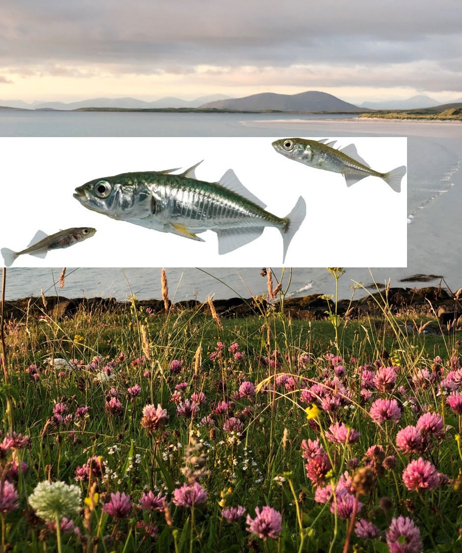 MacColl Stickleback Lab tweet media