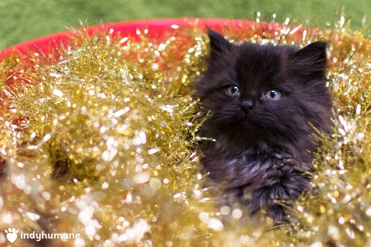 indyhumane cats