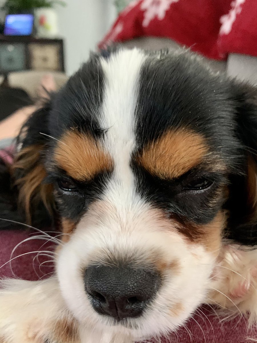 s_fail4's tweet photo. Sleepy Sully https://t.co/wiczXTx4IU