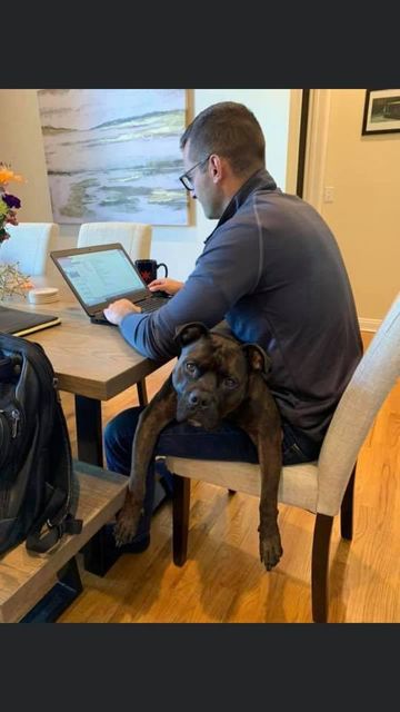 ChicagoACC's tweet photo. WOOHOO WEDNESDAY!
Kitbull’s adopters recently sent us these photos, and we cried happy tears!

#itsalrighttocry #adoptdontshop #AdoptAShelterDog https://t.co/TRAabkCf6f