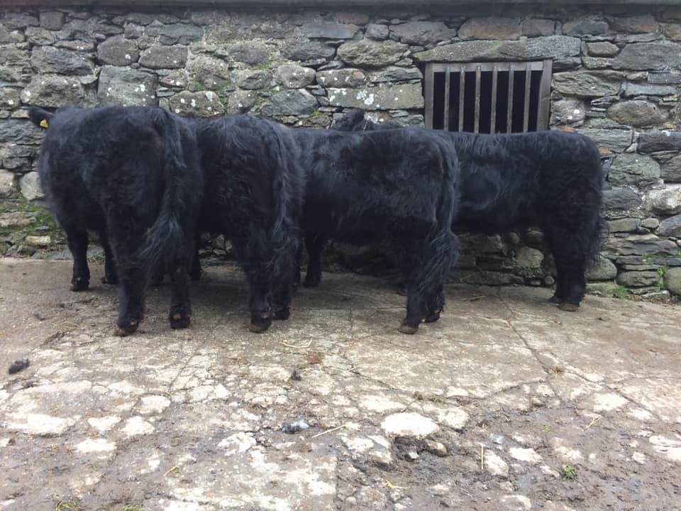 Heffrod yn barod i Dolgellau dydd Mawrth nesaf 17eg o Dachwedd.
Heifers ready for Dolgellau next Tuesday 17th November.
Gwenfair Jones &amp; Sons , Hafod yr Esgob Isa.
Lots No. 14 -17
Am unrhyw wybodaeth/For any enquiries- 01678 520632 , 01678 520351.
<a href="/Welsh_Blacks/">Gwartheg Duon Cymreig | Welsh Black Cattle</a>
