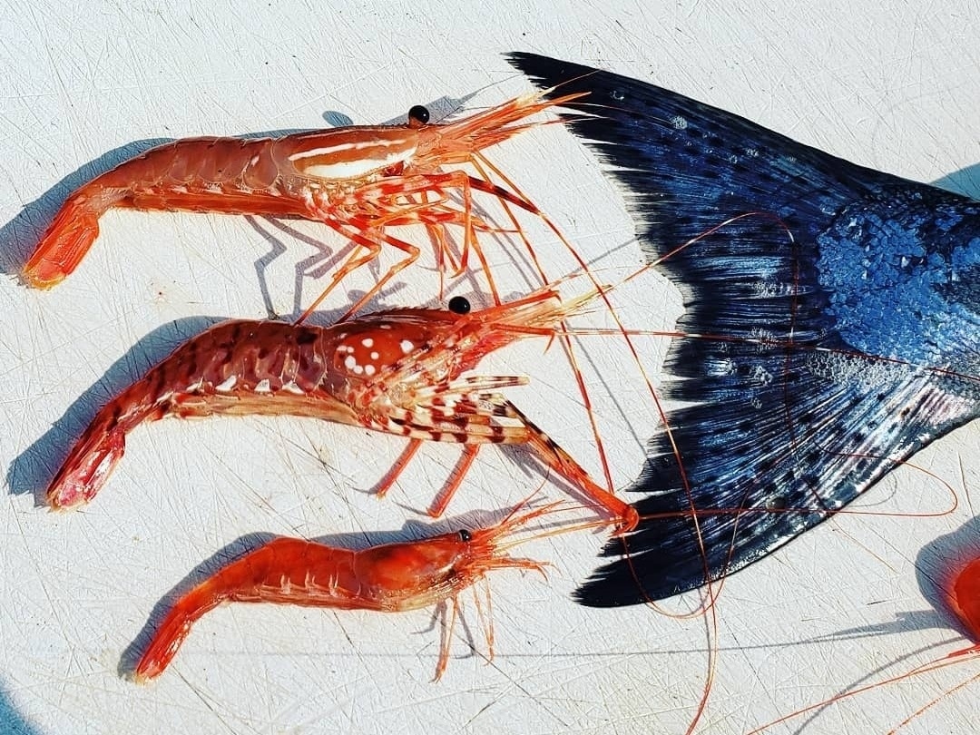 Gibbs-Delta Tackle tweet media