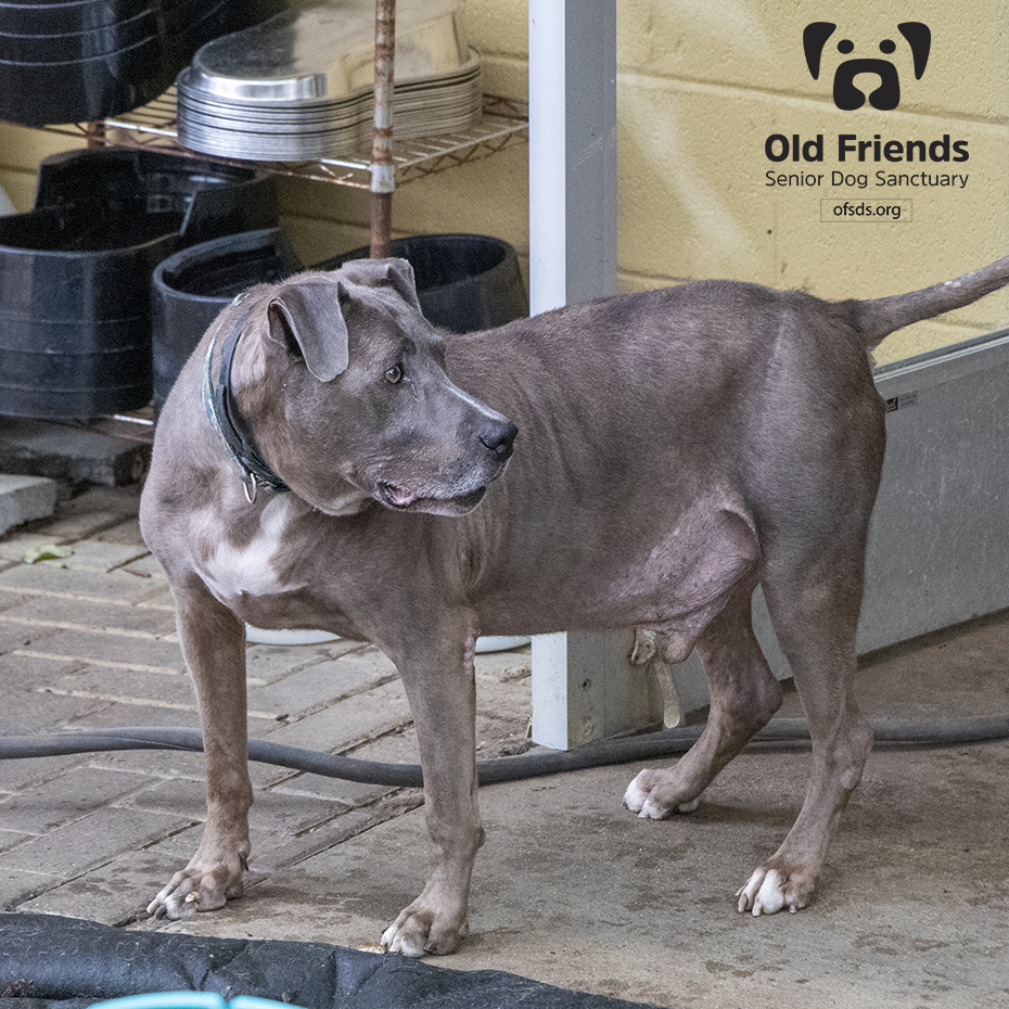 oldfriendssds's tweet photo. "Let's go everyone! I have the bus tickets!"- Tank
#ofsds #ofsdstank #seniordogs https://t.co/fSmr96Y2SL
