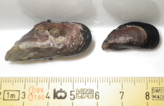 浅虫生物アーカイブ ムラサキインコ2 T Co Zqkq7y1b0q Twitter 浅虫生物アーカイブ ムラサキインコ2 T Co Zqkq7y1b0q Twitter