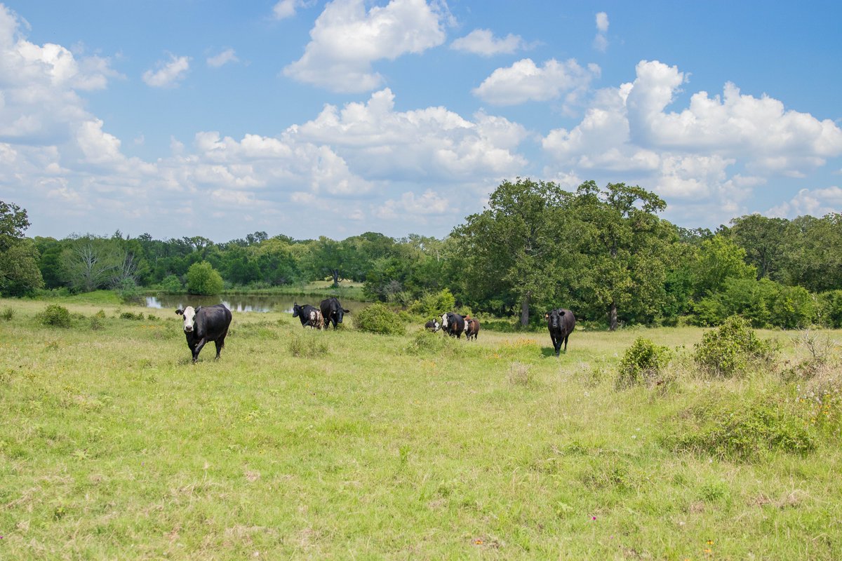APropertiesTX's tweet photo. 91.5 acres of rolling improved pasture land now available just a few minutes west of the city limits of Caldwell in Burleson County! 
🔗 https://t.co/BZ6lKiiVWQ
#burlesoncounty #land #texas #texasland #landforsale #acreage #realestate https://t.co/aU2EC8EA2n