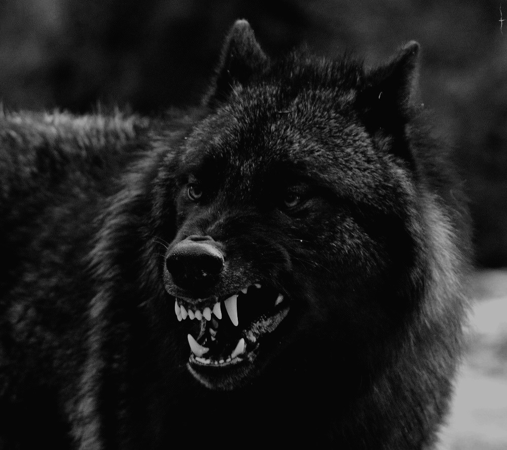 .

                          𝐿𝑈𝐶𝐴𝑆 𝑅𝑂𝑆𝑆

               𝑂𝑅𝐺𝐼𝑁𝐴𝐿 𝐶𝐻𝐴𝑅𝐴𝐶𝑇𝐸𝑅

                      𝐿𝐸𝑊𝐷 𝑊𝐴𝑅𝑁𝐼𝑁𝐺

           #𝐿𝐸𝑊𝐷𝑅𝑃 / #𝑁𝑂𝑁𝐿𝐸𝑊𝐷𝑅𝑃

      𝐷𝐴𝑅𝐾 / 𝑁𝑆𝐹𝑊 / 𝐿𝐸𝑊𝐷 𝑇𝐻𝐸𝑀𝐸𝑆