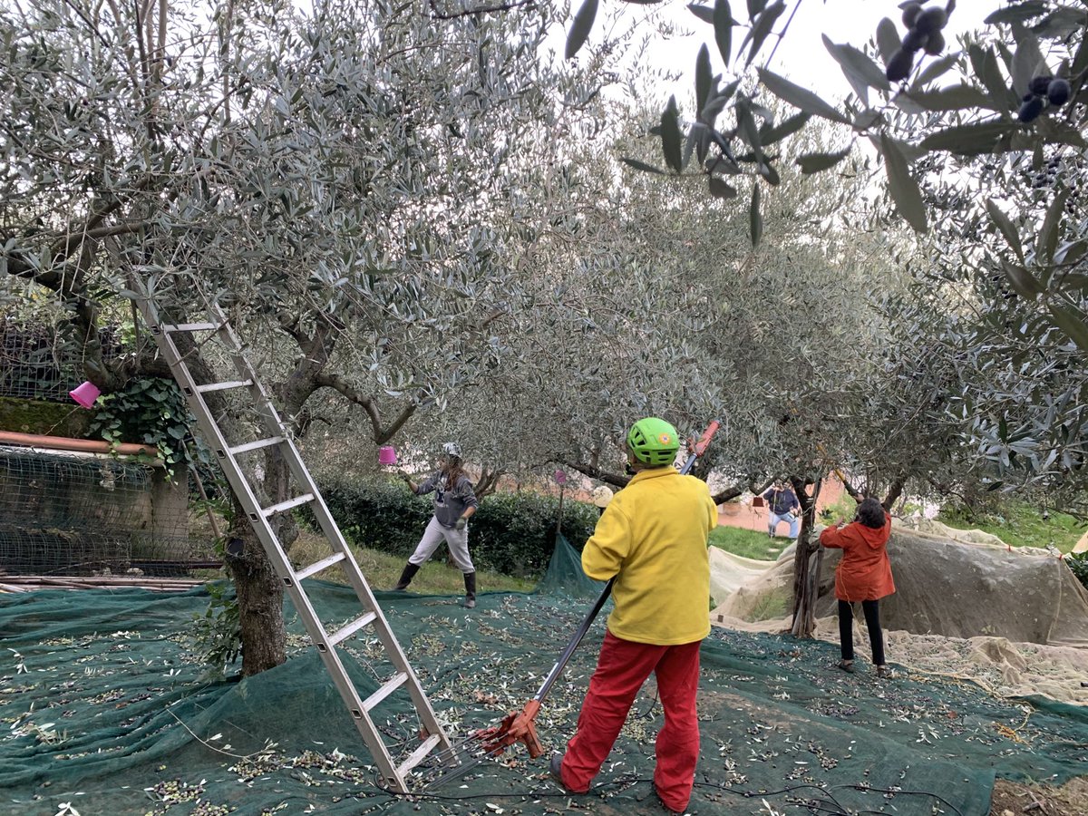 micastrichini's tweet photo. #umbria In campagna uno degli appuntamenti più belli dell’anno è la raccolta delle olive che preannuncia la festa della molitura e spremitura dell’olio #tradizioni https://t.co/Kc5jF3zD8b