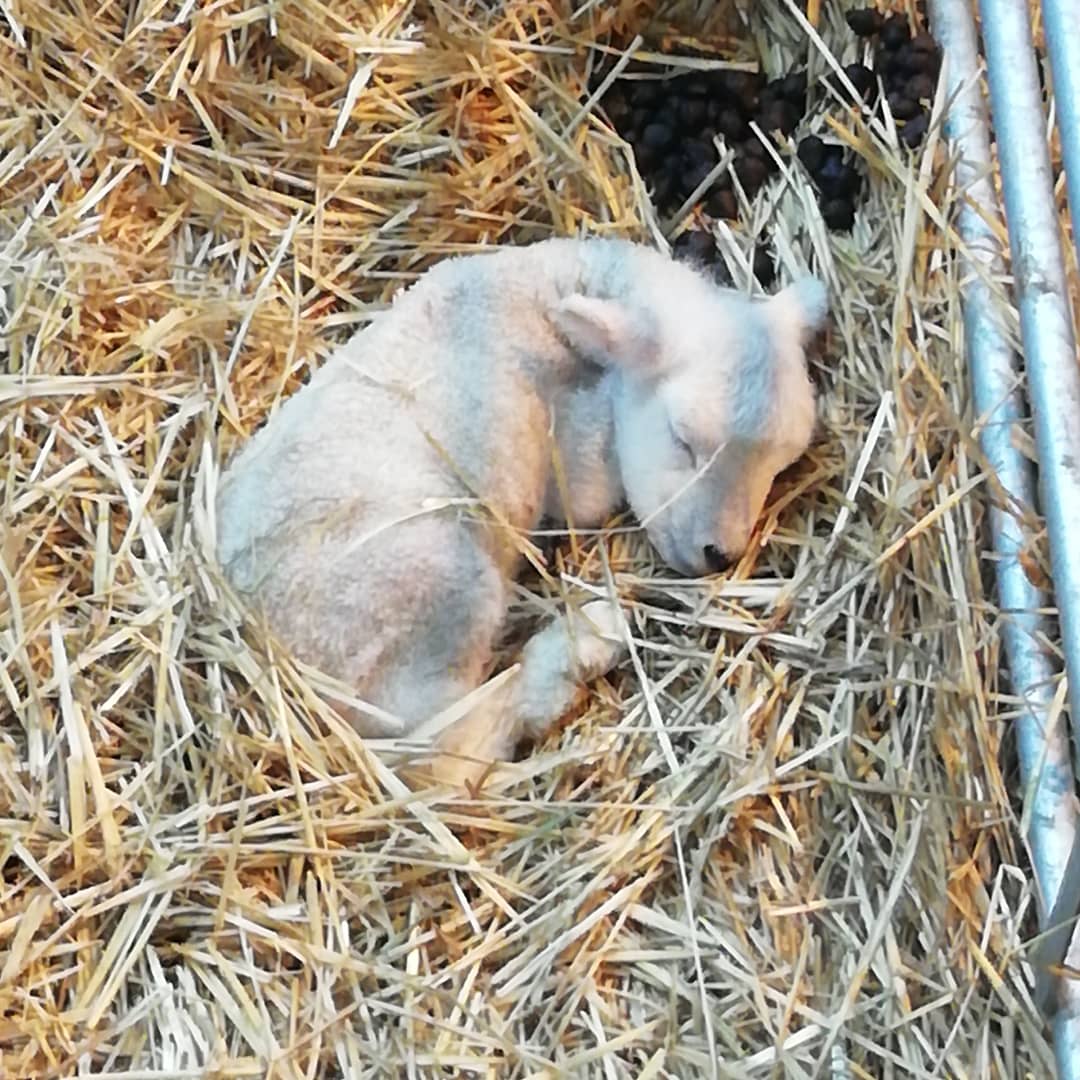 This means that by the wonder of science (ie applying one sheep to another sheep) we will have lambs from 5th April 2021. On the dot. With please god no messers-on like Hatty ewe who didn't go into labour til late May when we were all losing the will to live. Lamb was cute tho.