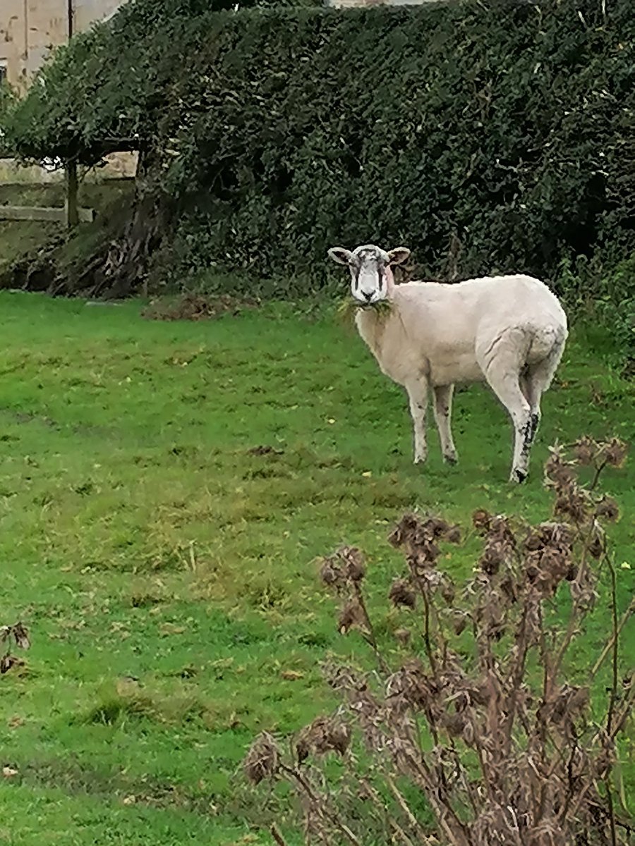 Gummy and Scabby are too thin to be put in lamb so instead they are in a spinster paddockThey have broken out 3 TIMES this week on a doomed trip to find a willing tup (they failed as Gummy got stuck in the fence and Scabby was chased up the road by the postman)