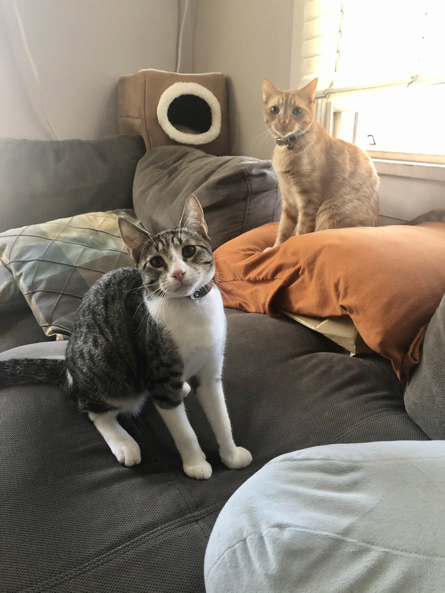 AloofFloof's tweet photo. Double trouble #Kitties https://t.co/wy3An9AZ0y