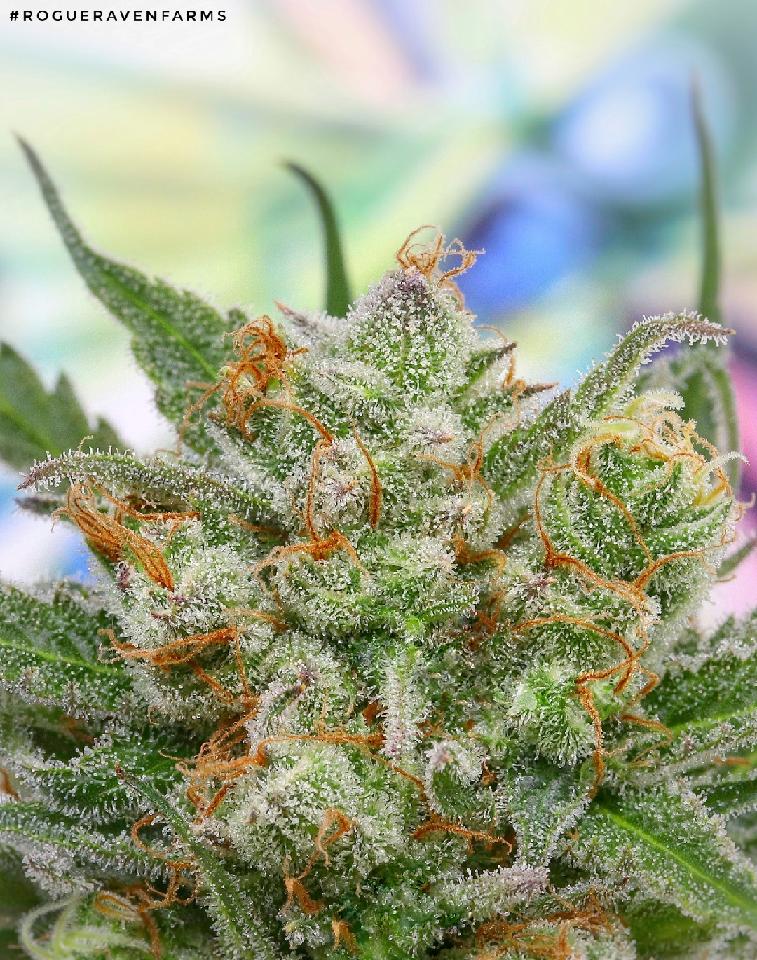 RogueRavenFarms's tweet photo. Lemon CheeseQuake-
🍋🧀🔥🍋🧀🔥🍋🧀🔥
#rogueravenfarms #hightimes #massroots @HIGH_TIMES_Mag @MassRoots https://t.co/cj3DntbyOM