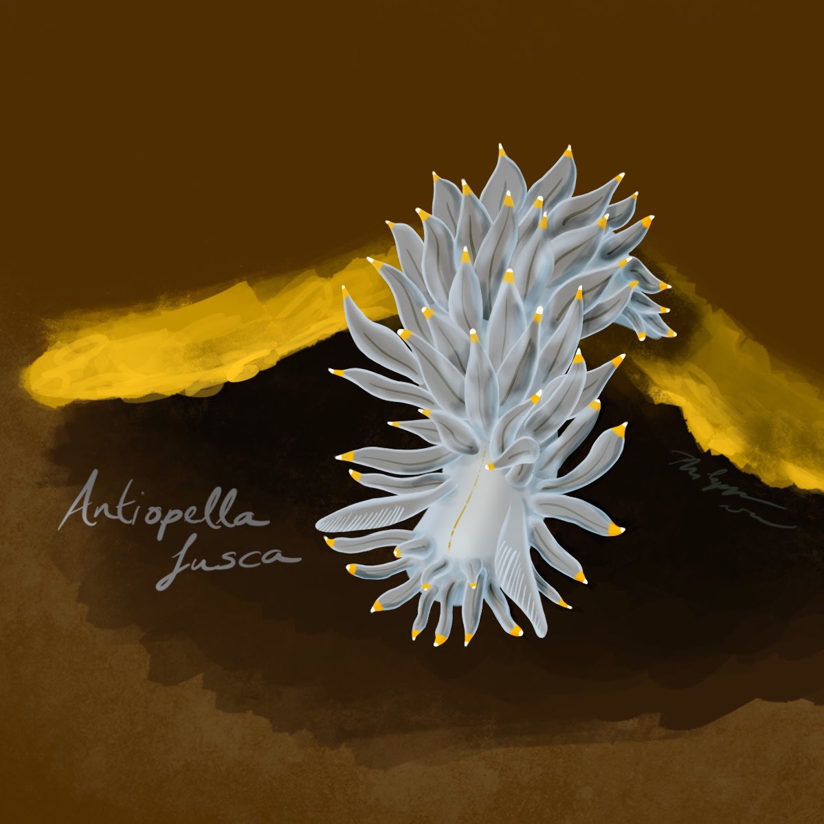 Day 4 is far more orange, so I went with Antiopella fusca. They have lots of translucent tentacle-esque bits called cerata which are tipped with the yellow orange I was looking for  #huevember2020