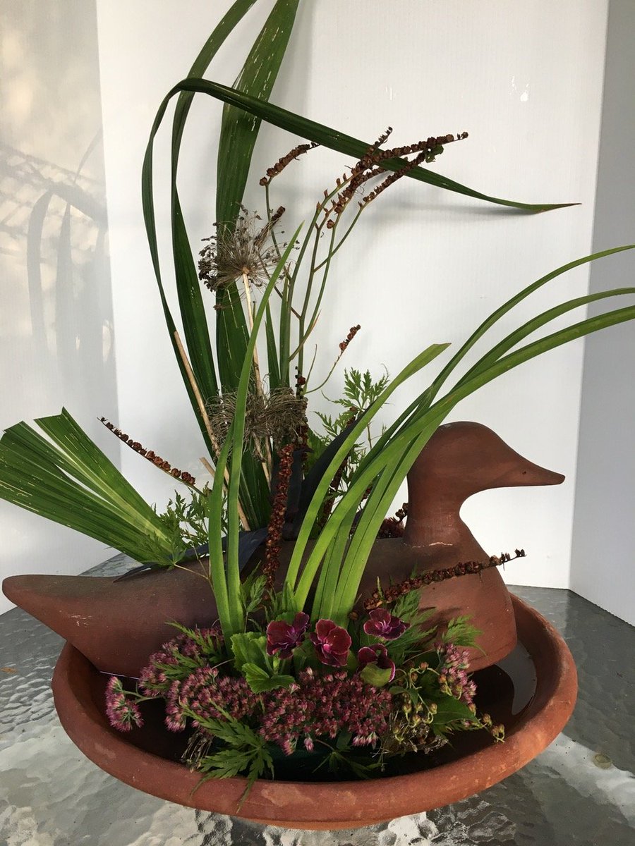 WhiteRockGarden's tweet photo. Parlour Show Nov 10, 2020
Category 9 On Golden Pond
M78 A Duck in the Reeds
#whiterockgardenclub #gardenclub #parlourshow #gardenclubs
#gardening #showbench #surreybc #whiterockbc https://t.co/YuMFVpo7cj