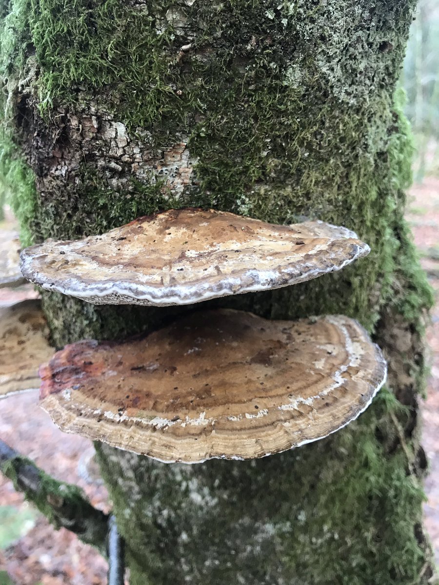 OllyRyder's tweet photo. Fascinating fungi 🍄 #fungi #polymore #dartmoor https://t.co/ImOz7HDfMa