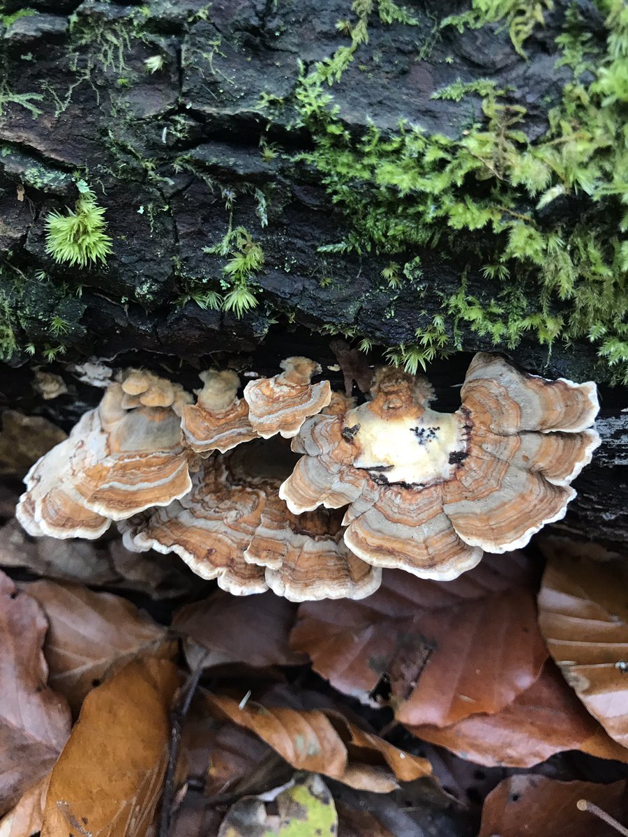 OllyRyder's tweet photo. Fascinating fungi 🍄 #fungi #polymore #dartmoor https://t.co/ImOz7HDfMa