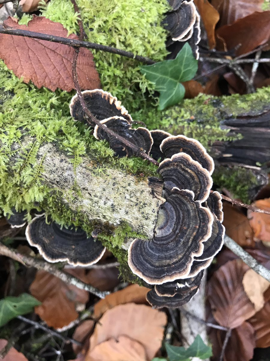 OllyRyder's tweet photo. Fascinating fungi 🍄 #fungi #polymore #dartmoor https://t.co/ImOz7HDfMa