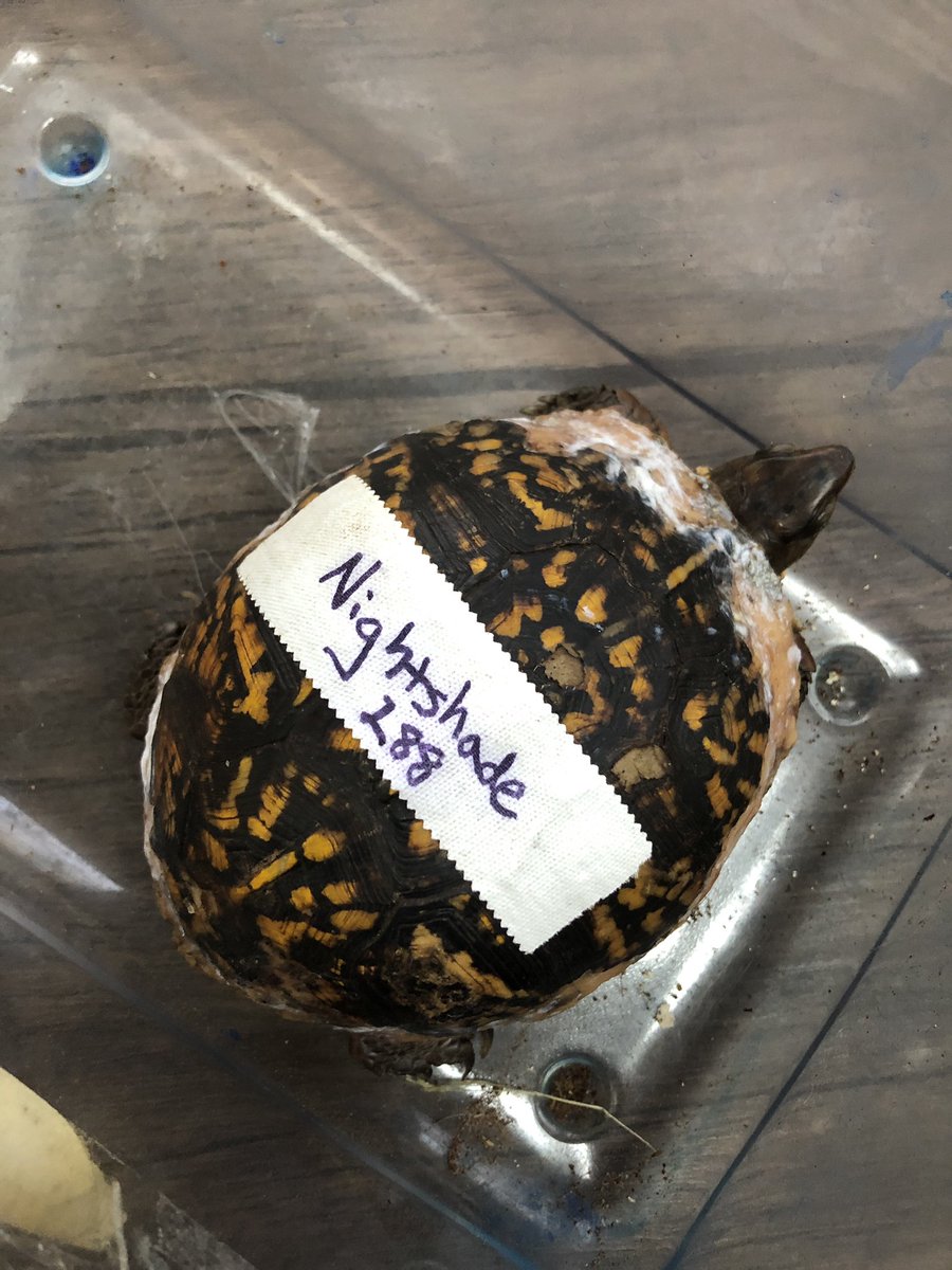 Brinchekscience's tweet photo. Welcome to the ACES family Nightshade! We r glad you will be with our Ss for the winter as you recover #NCSU #TurtleRescue #authenticLearning #humanimpact #helpfulhumans https://t.co/iKUktKv1dT