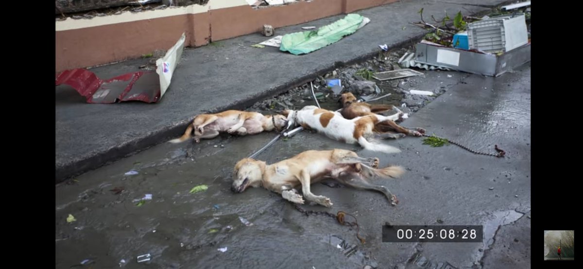 God Please protect stray animals they don't deserved it 🥺😭🙏 
Ondoy
#UlyssesPH 
#KeepSafeEveryone