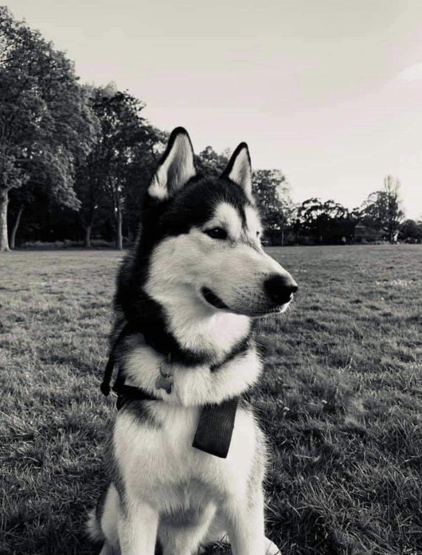 WetnoseShow's tweet photo. Even more #amazingdog entries to our Wetnose #2ndLockdown #competition find us on #fb here: https://t.co/NfueMCGimE or DM your pets 📸 https://t.co/kjNC5N7YDj