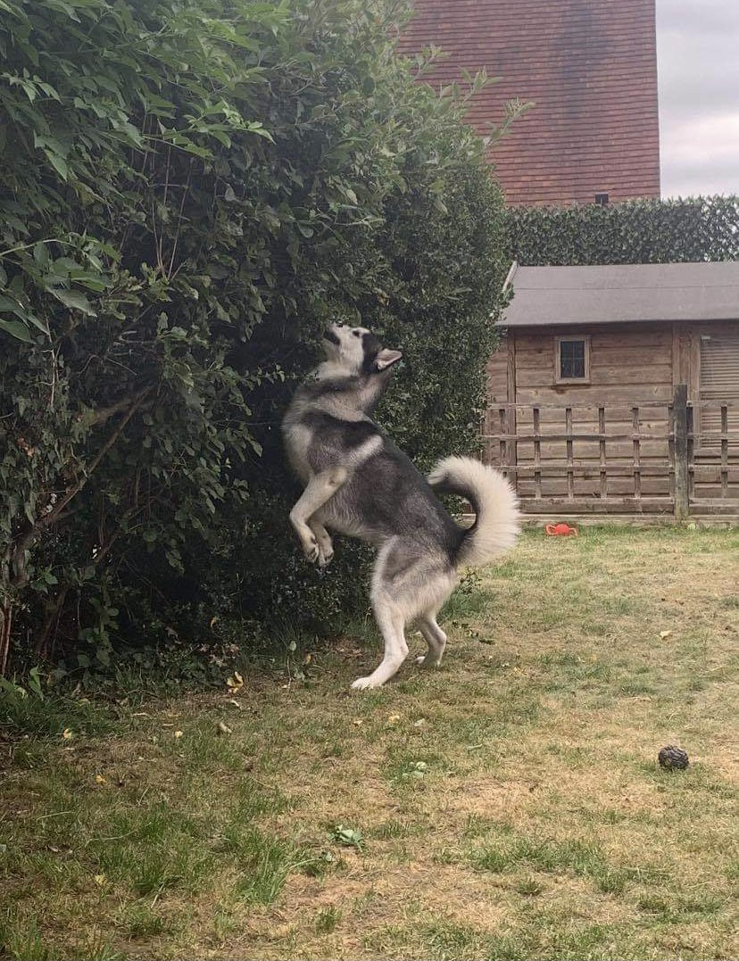 WetnoseShow's tweet photo. Even more #amazingdog entries to our Wetnose #2ndLockdown #competition find us on #fb here: https://t.co/NfueMCGimE or DM your pets 📸 https://t.co/kjNC5N7YDj