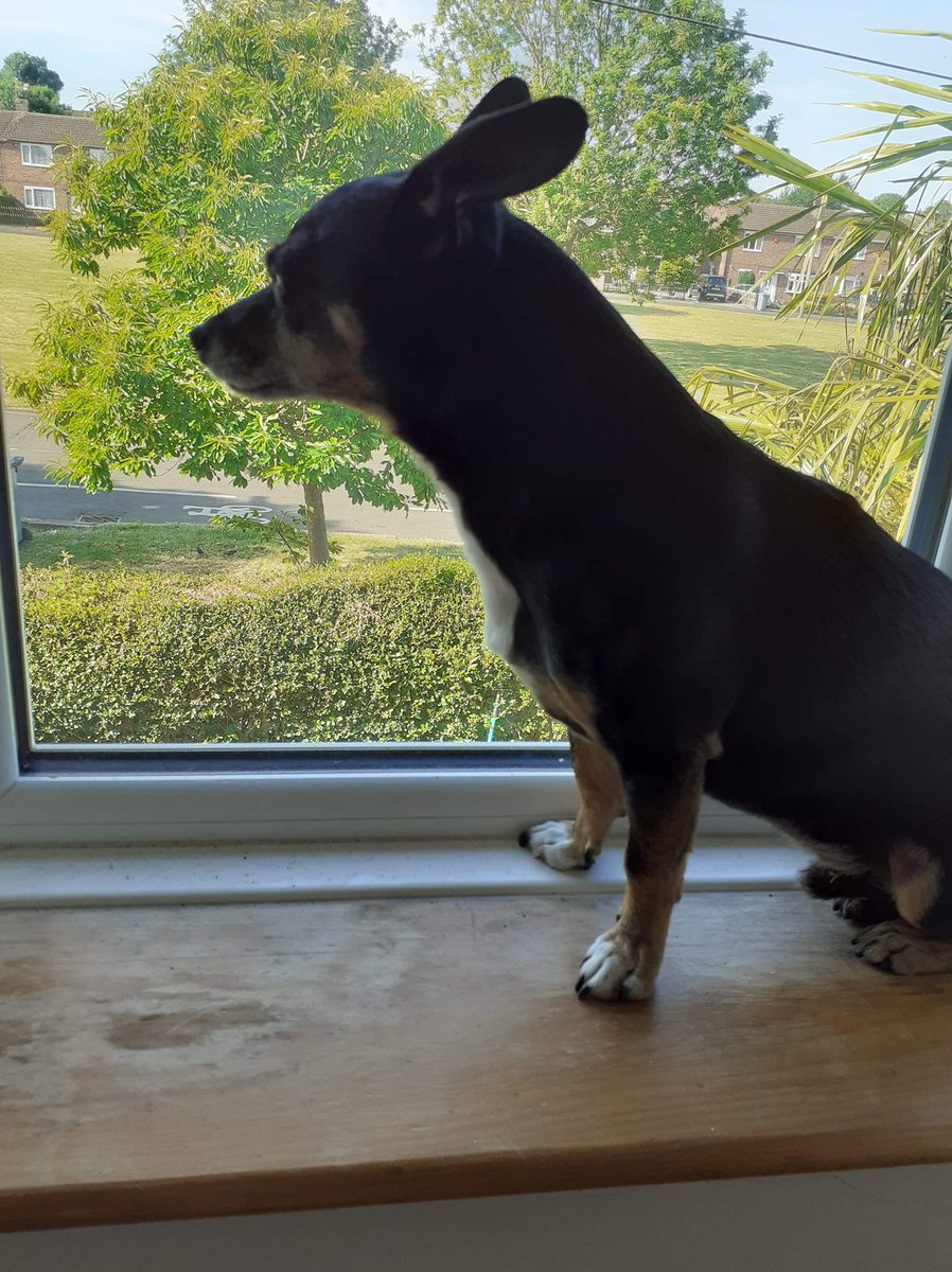 WetnoseShow's tweet photo. Today’s Amazing Competition Entries FREE for everyone to Join in with your Pets 
📸https://t.co/NfueMCGimE
#pets #competitiontime #SecondLockdown https://t.co/i0REfEnsRd