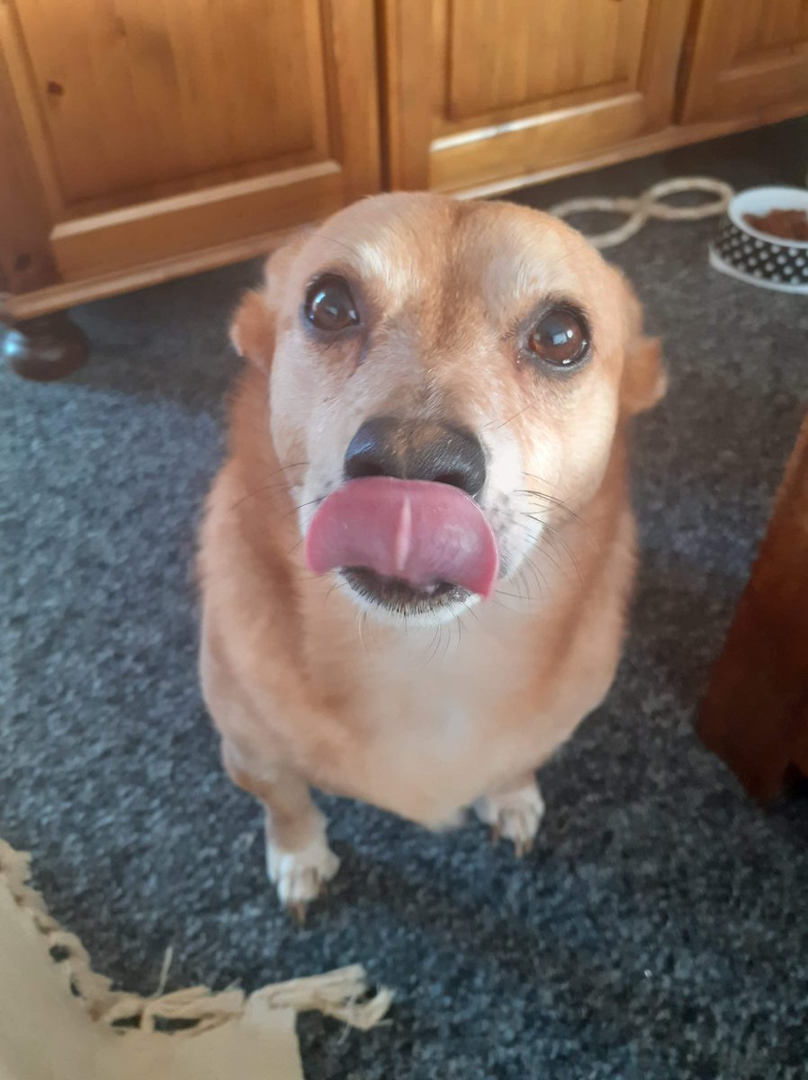 WetnoseShow's tweet photo. Today’s Amazing Competition Entries FREE for everyone to Join in with your Pets 
📸https://t.co/NfueMCGimE
#pets #competitiontime #SecondLockdown https://t.co/i0REfEnsRd
