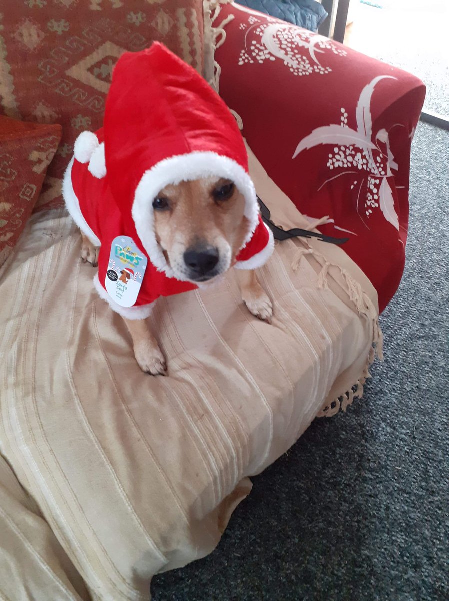 WetnoseShow's tweet photo. Today’s Amazing Competition Entries FREE for everyone to Join in with your Pets 
📸https://t.co/NfueMCGimE
#pets #competitiontime #SecondLockdown https://t.co/i0REfEnsRd