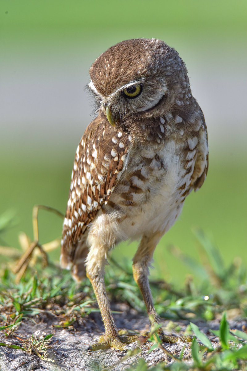Going through my library of Owl images and I chuckle every time seeing these two images side by side... these two were parents of two youngins in July when I was in Florida. Their stares they have to the kids were always priceless! #Birds