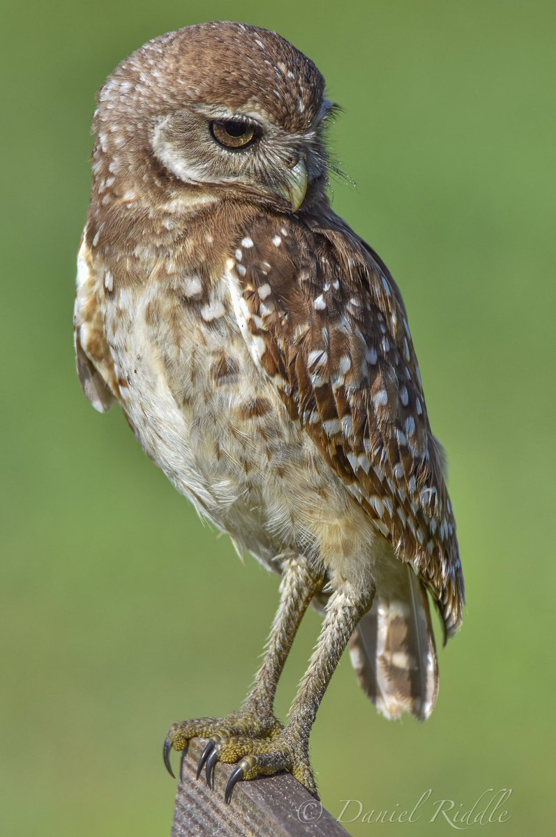Going through my library of Owl images and I chuckle every time seeing these two images side by side... these two were parents of two youngins in July when I was in Florida. Their stares they have to the kids were always priceless! #Birds