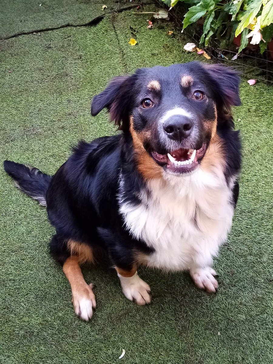 WetnoseShow's tweet photo. More Fabulous #wetnoseanimalaid #competition Entries today 
Enter your Pets to our #free #SecondLockdown #competition here: https://t.co/NfueMCGimE https://t.co/T1mcHGl4y3